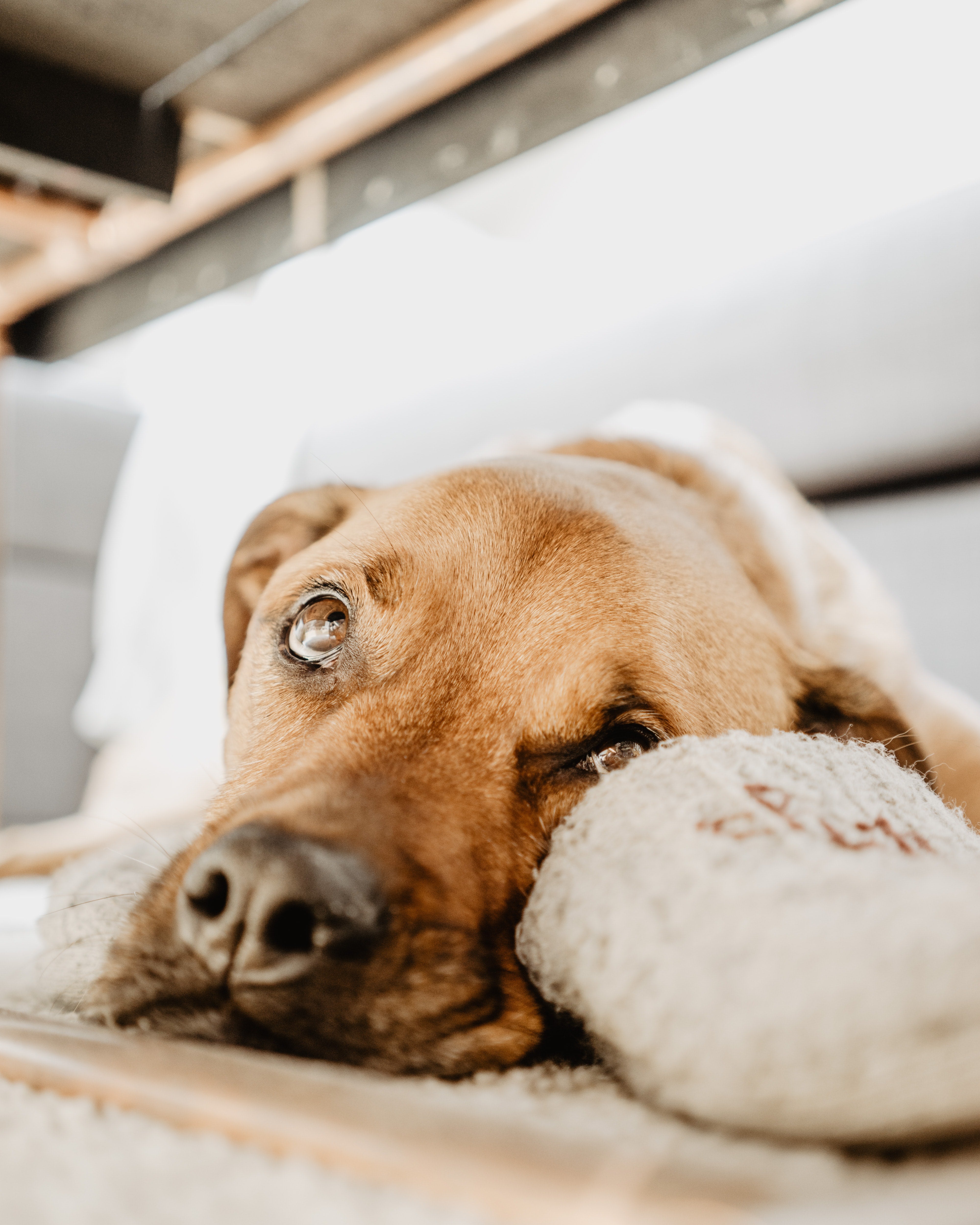 Are Dogs Really Colorblind?