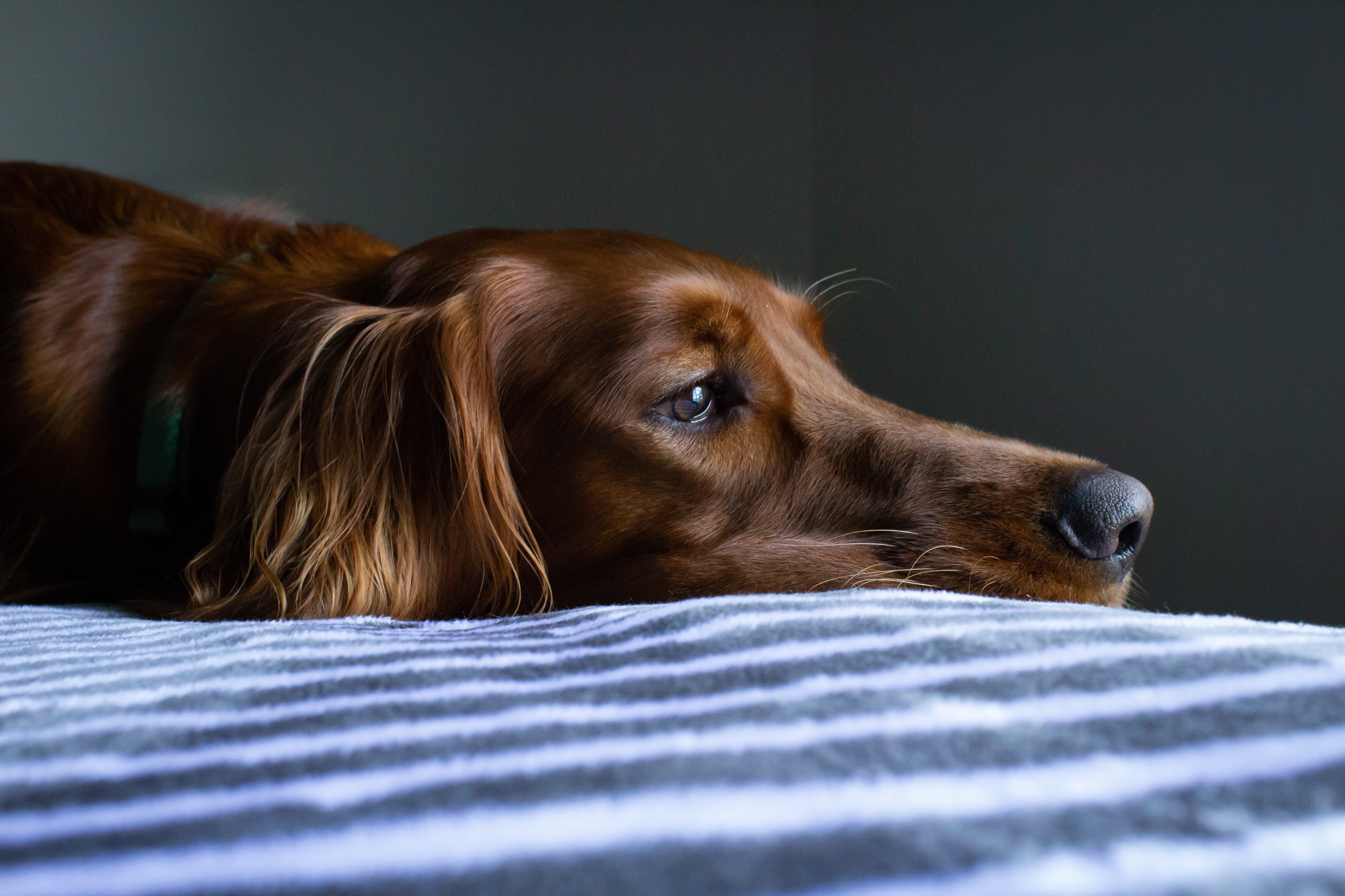 8 Ways To Help Your Dog with Thunderstorm Anxiety this Summer