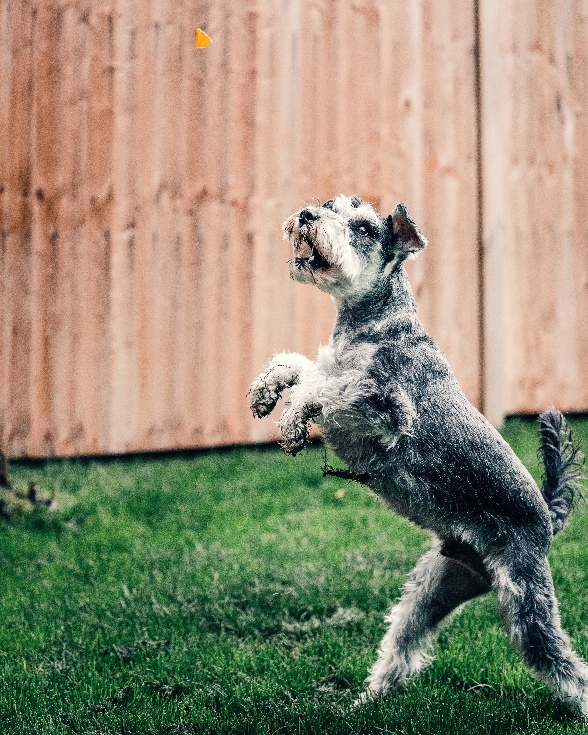 Can You Teach An Old Dog New Tricks?