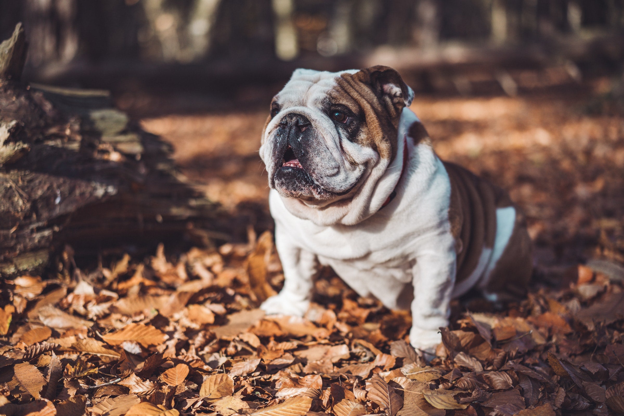 Why do dogs reverse sneeze?