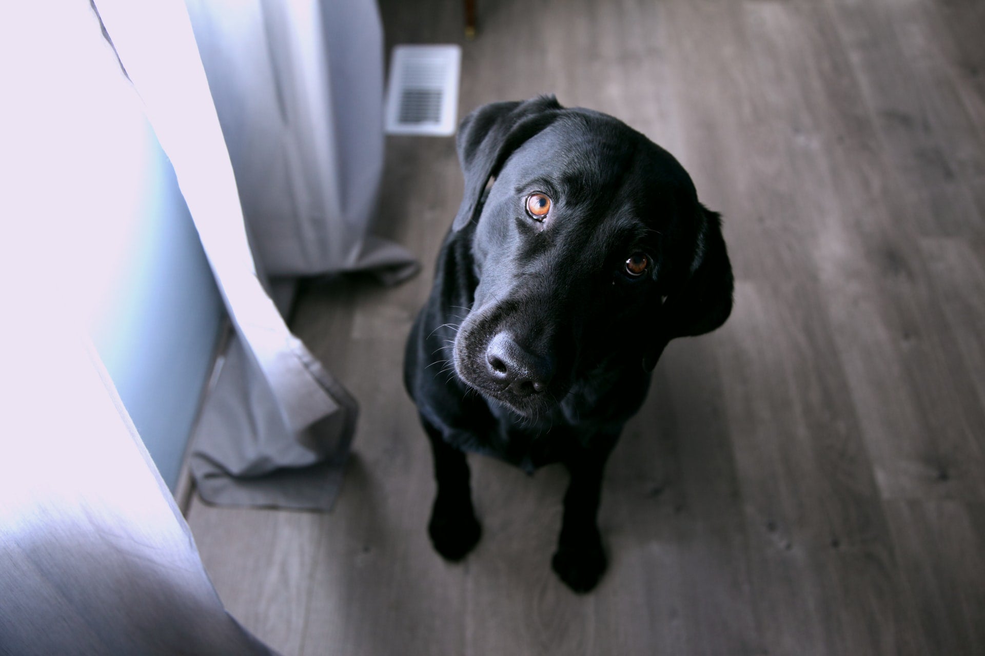 10 Rainy Day Activities for Dogs