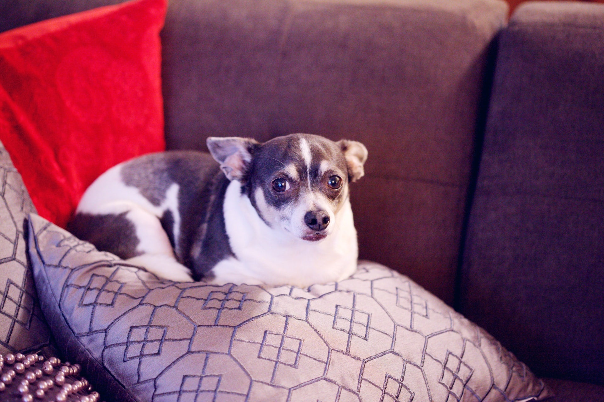 Is Your Dog Overweight?