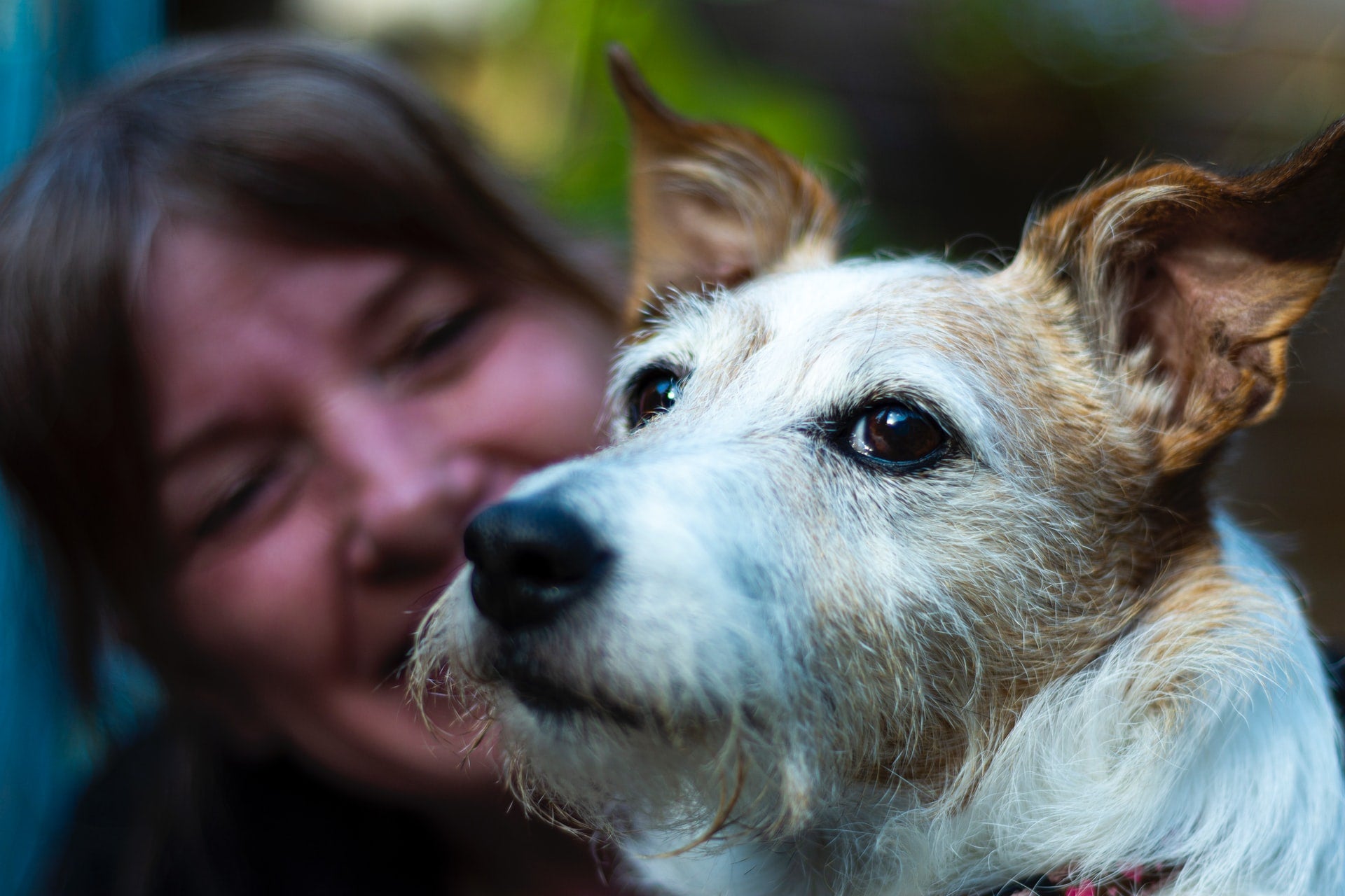5 Reasons to Adopt a Senior Dog