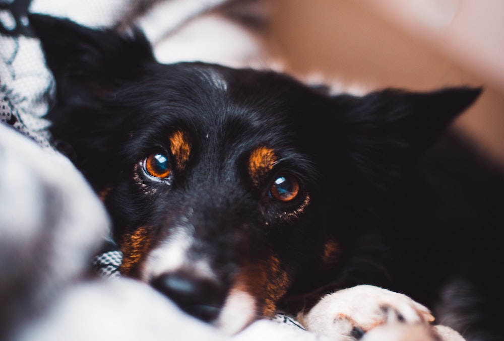 Take Care Of Those Peepers: How To Support Your Dog’s Eye Health