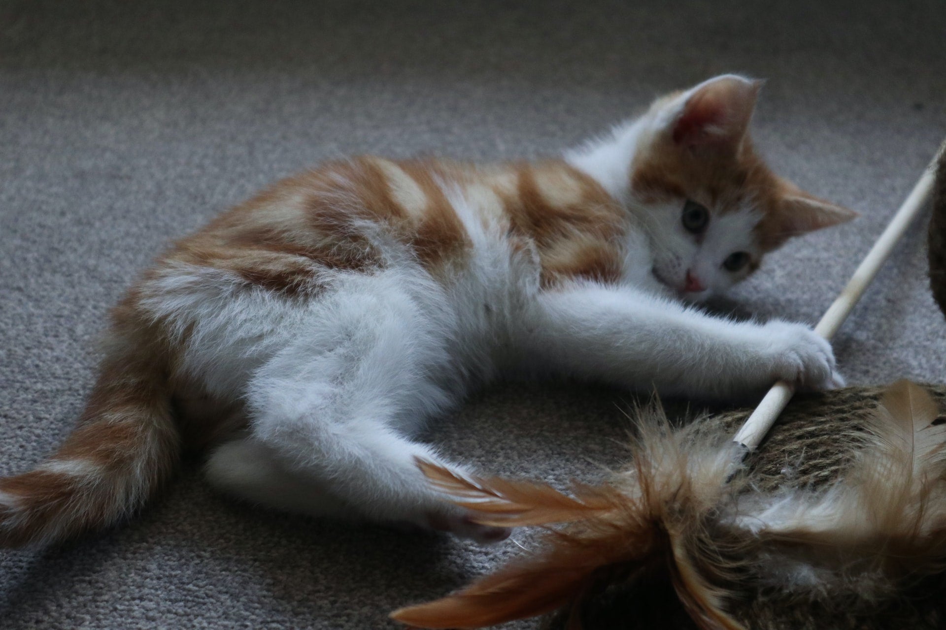 Is Your Cat Getting Enough Exercise?