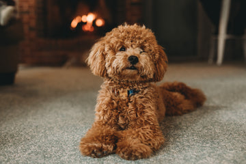 10 Hypoallergenic Dog Breeds of All Sizes