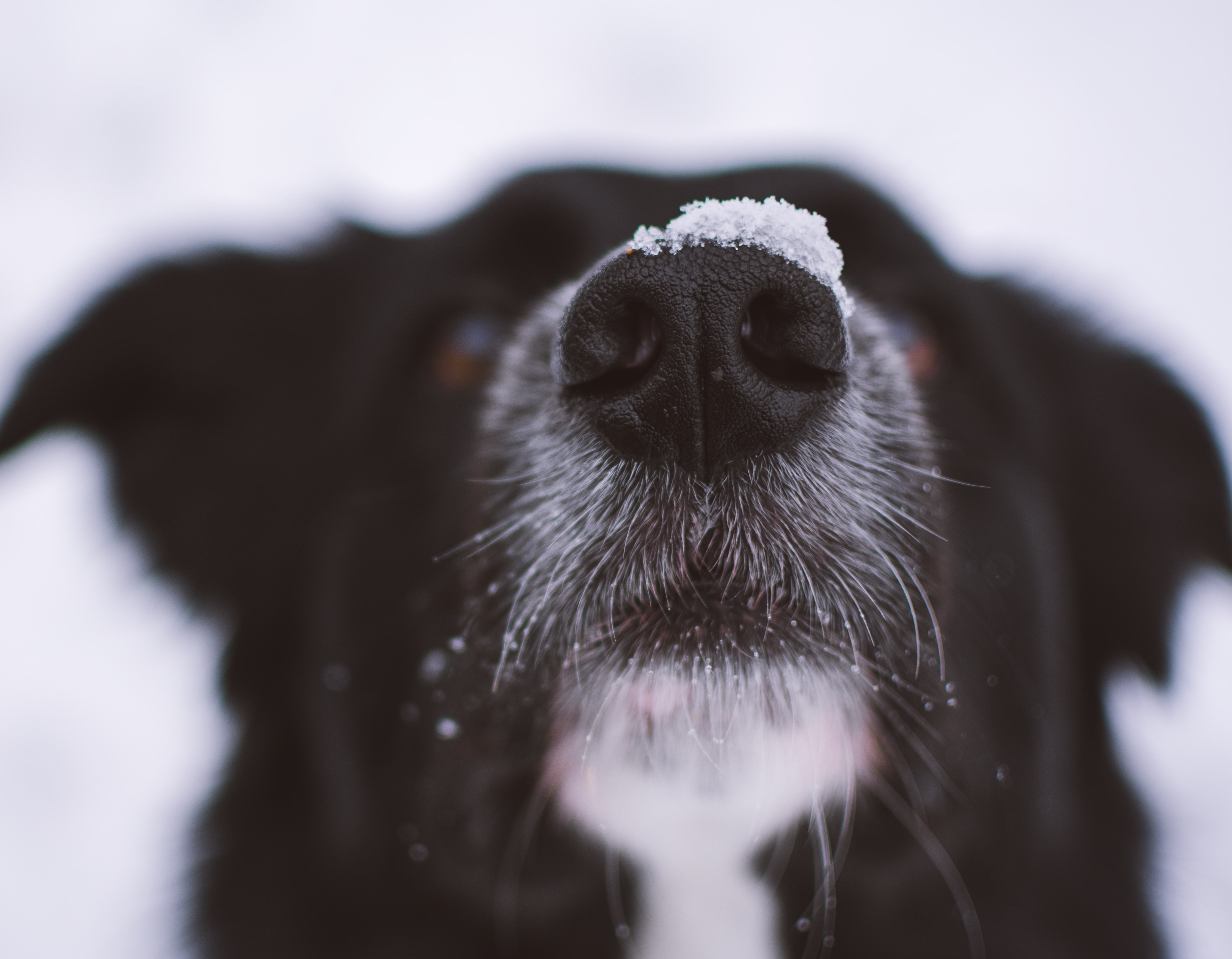 What Should My Dog’s Nose Feel Like?