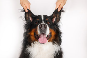 Proven Methods for Soothing Your Dog's Ear Irritations