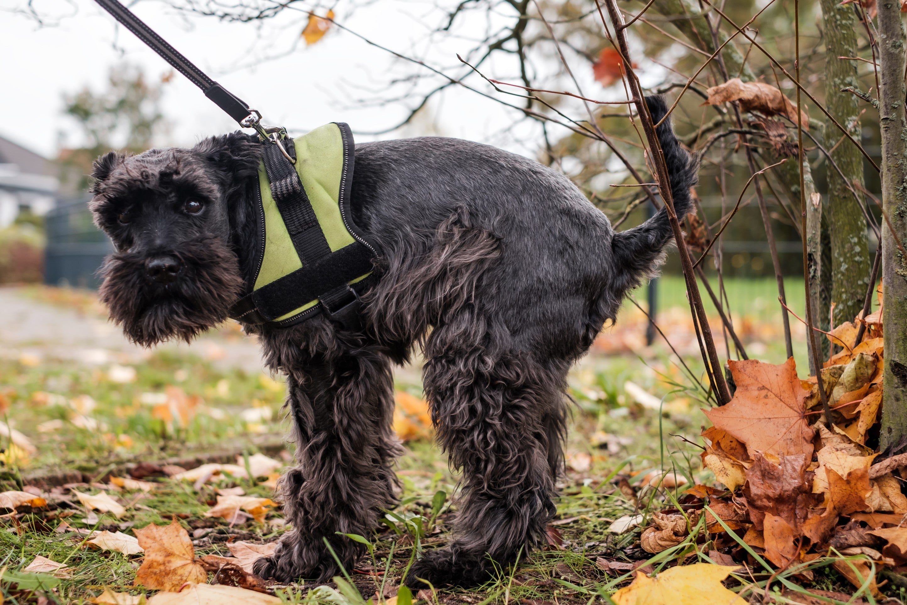 9 Natural Remedies for Dog Constipation
