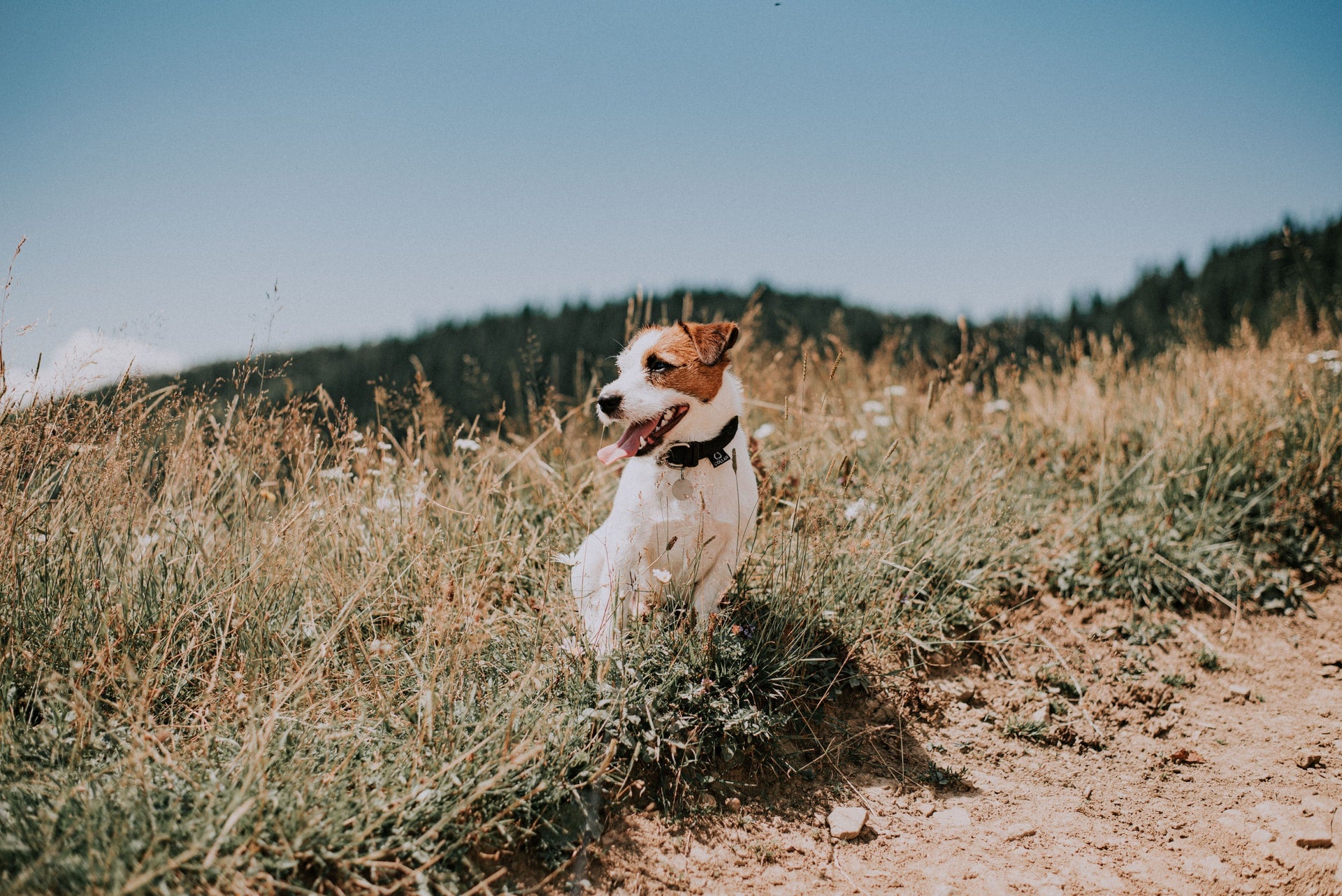 Seasonal Allergies: Do Dogs Get Summer Allergies?