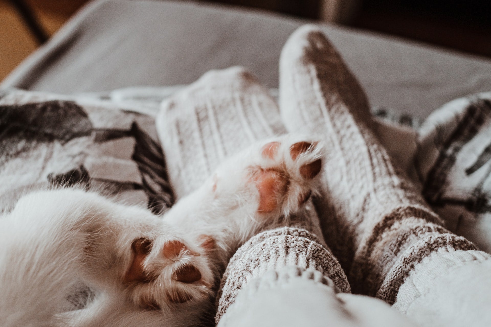 Why Do Dogs Like Socks?