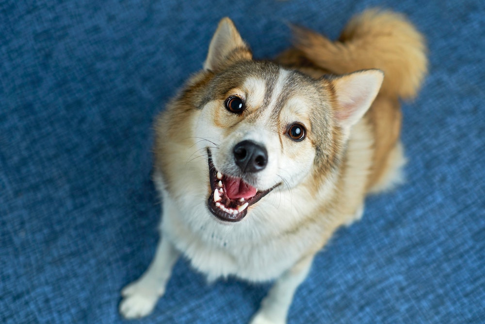 Why We Love Colostrum For Dogs