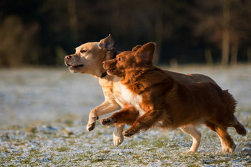 How to Tell if Your Pets are Playing or Fighting