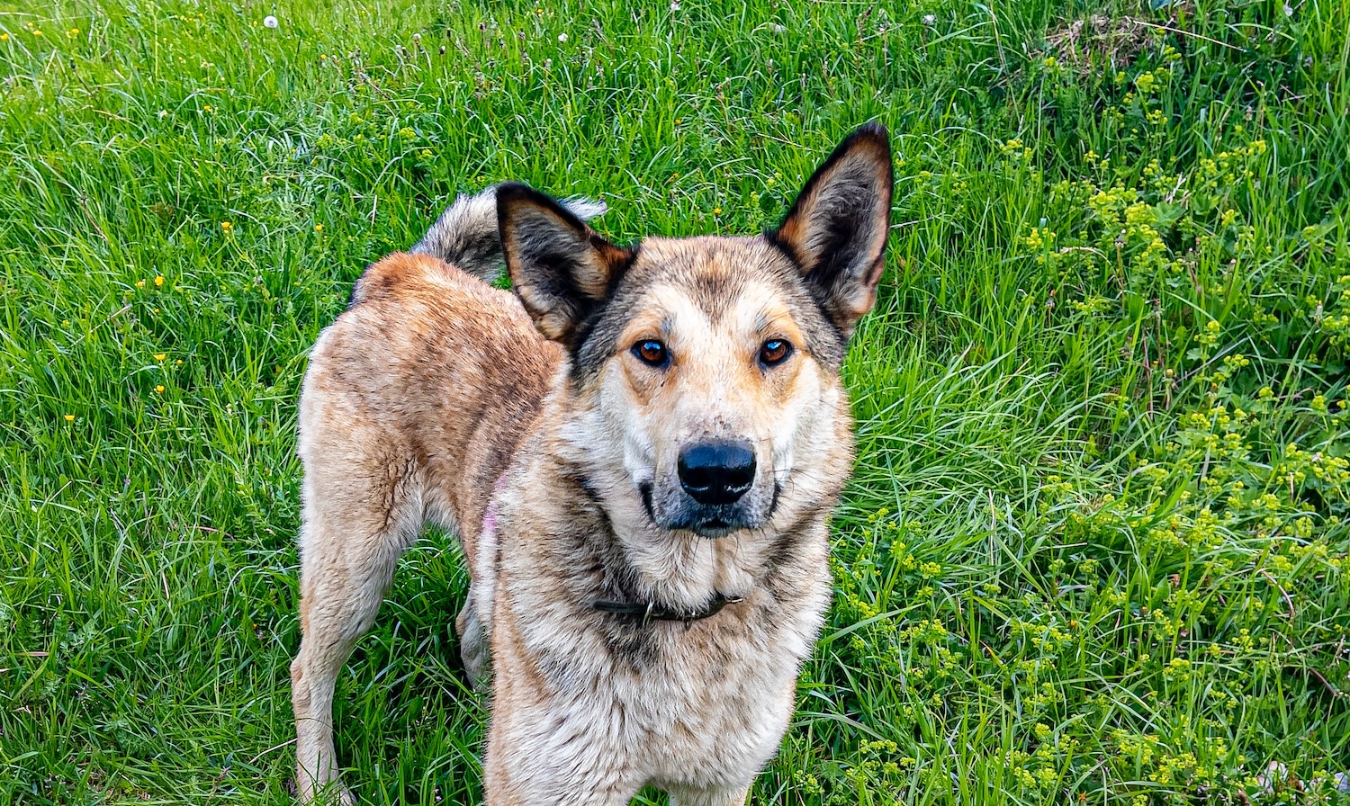 Why Magnesium Is Essential For Your Pet