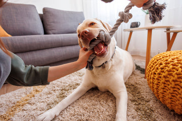 8 Ways to Exercise Your Dog Indoors