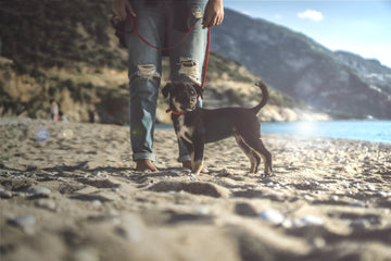 Outdoor Adventures With Your Dog