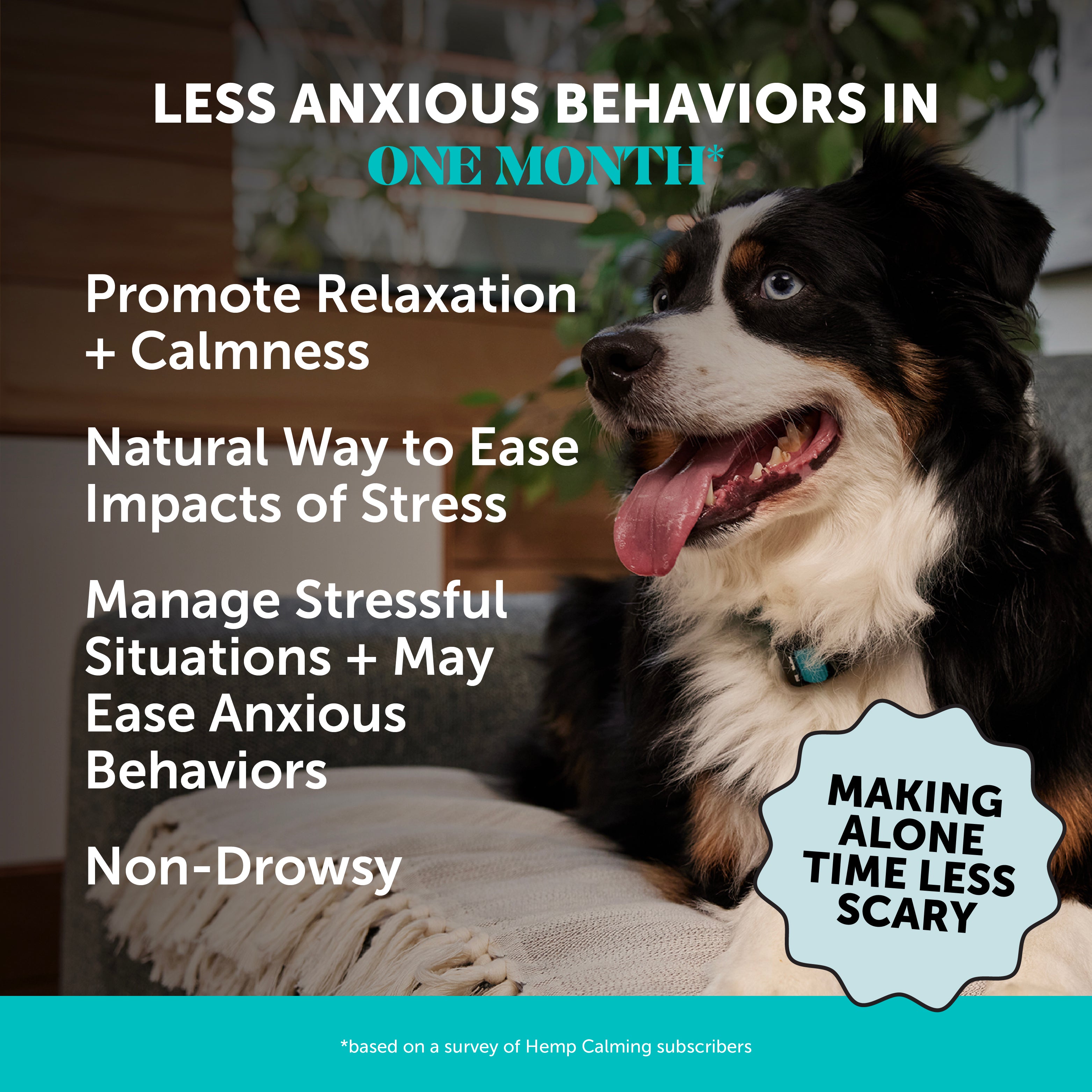 Chicken Flavor Hemp Calming Chews for Dogs (3 Pack) | Pet Honesty
