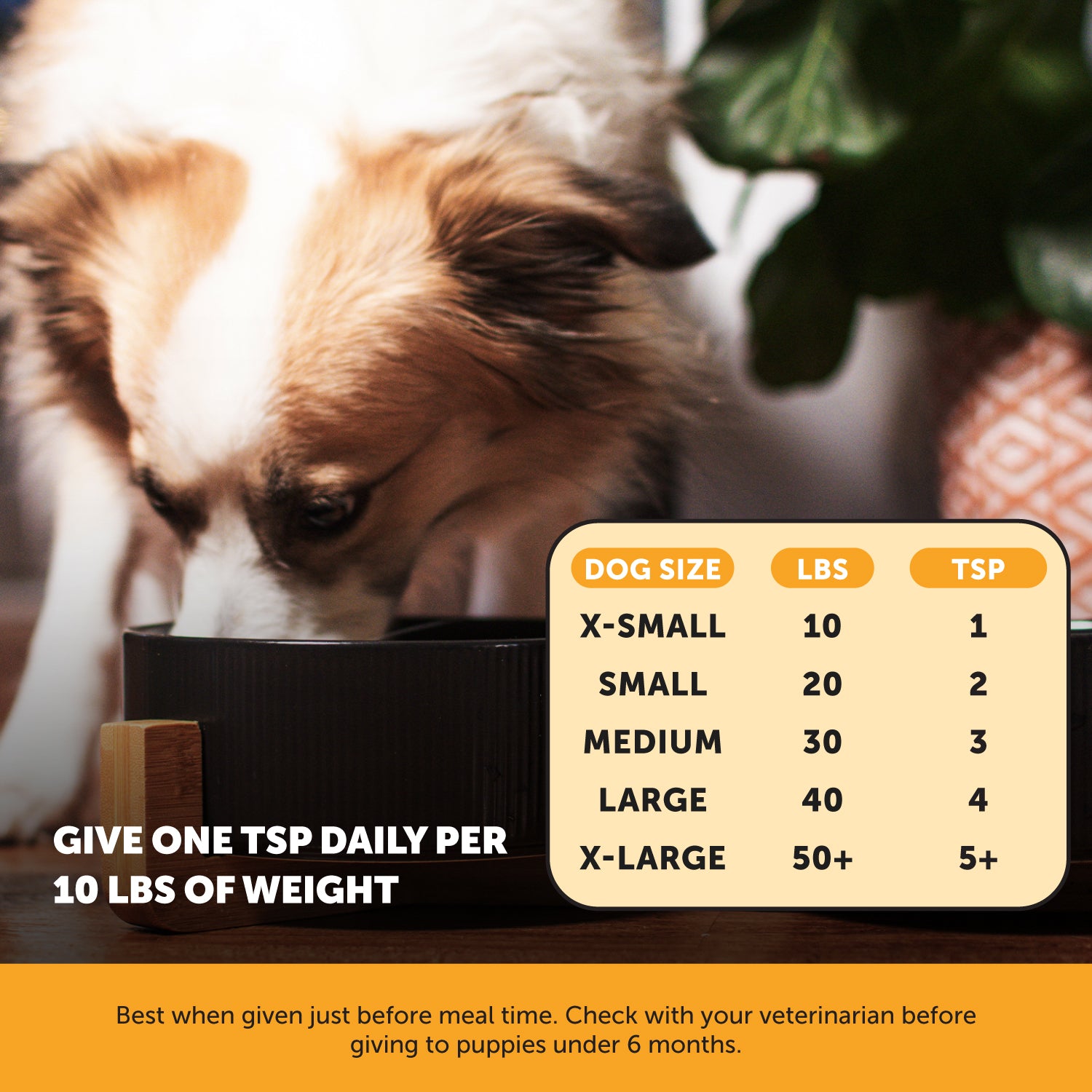 Allergy Anti-Itch Salmon Oil 3-Pack 3-Packs PetHonesty