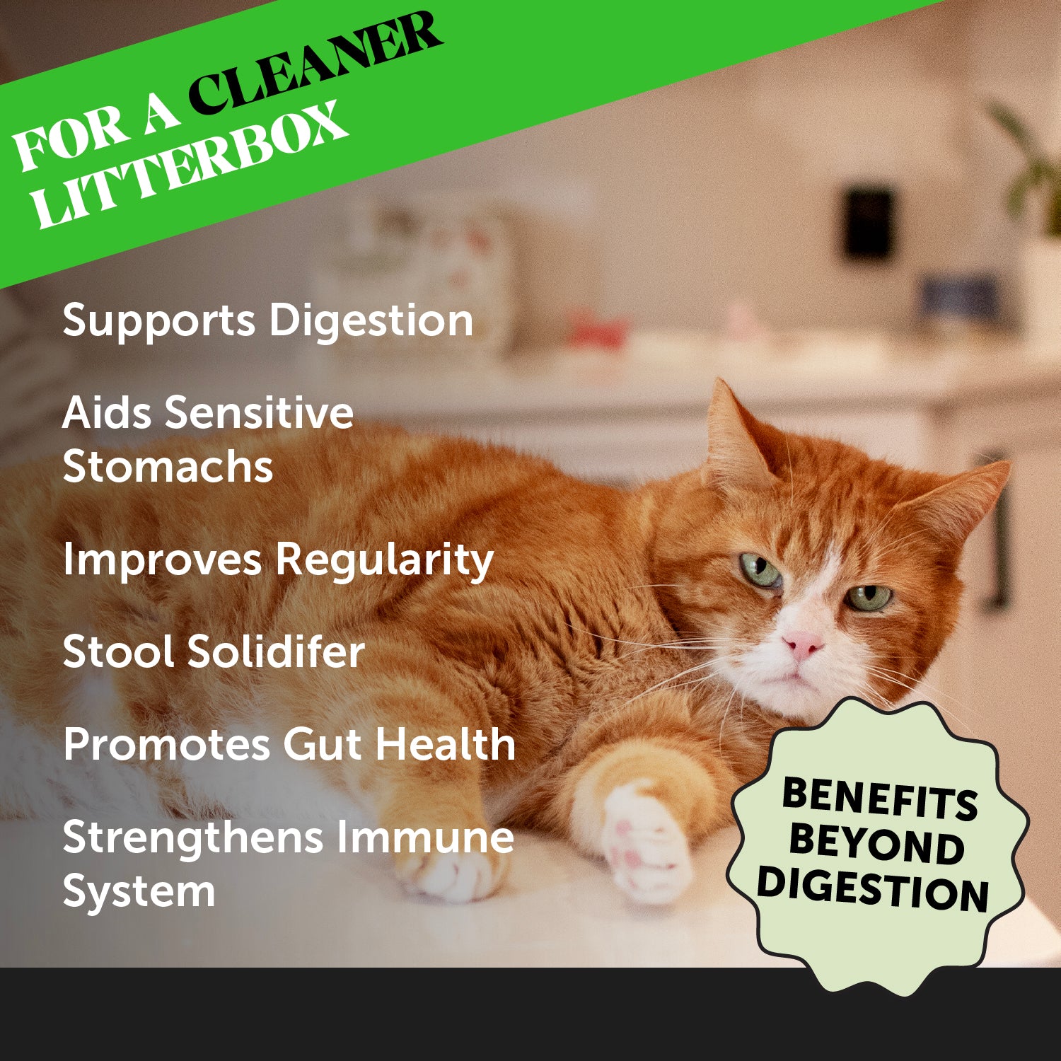 Cat Digestion + Lysine + Fish Oil Bundle