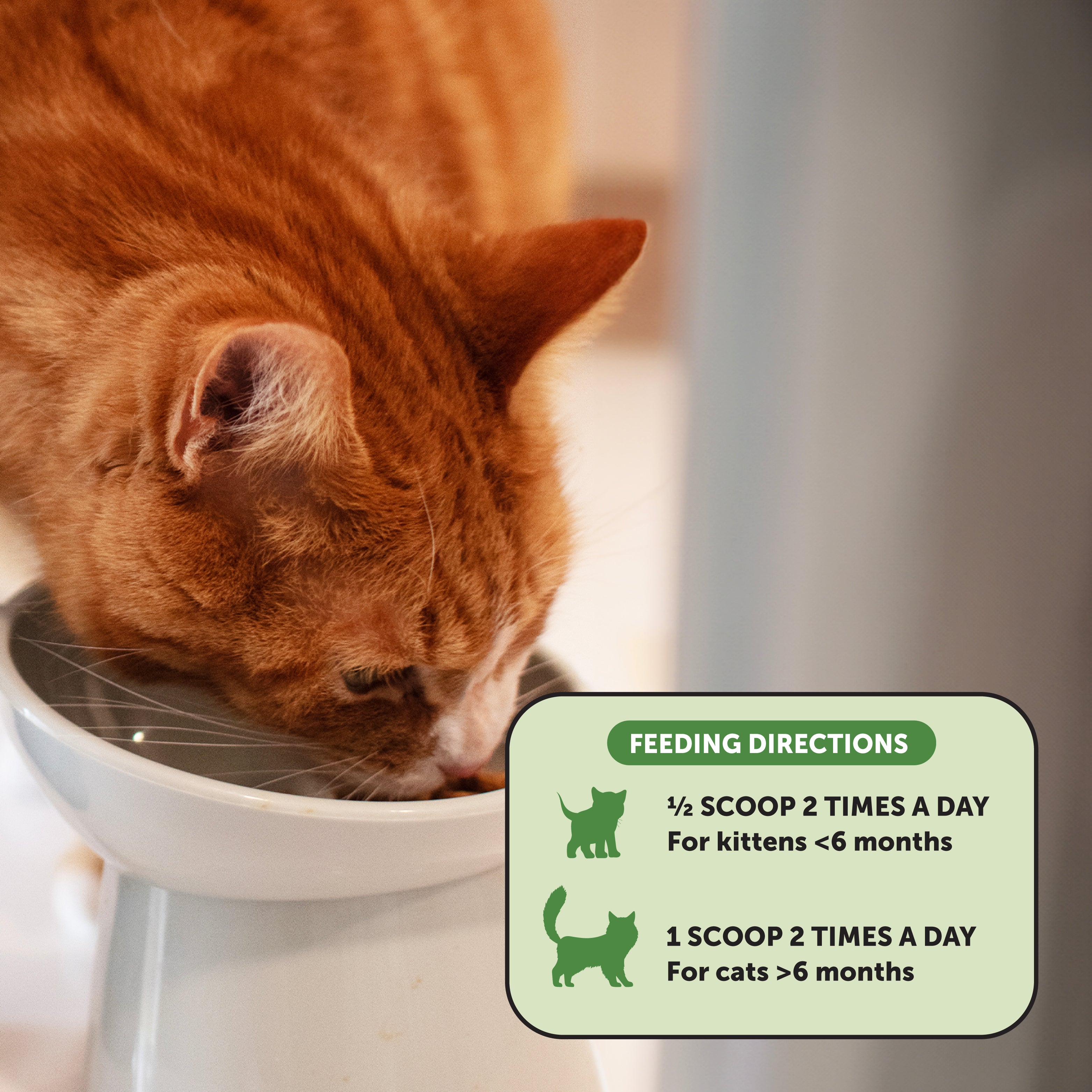 Digestive Probiotics Powder For Cats PetHonesty Pet Honesty