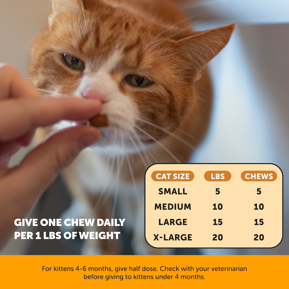 Cat Digestion + Lysine + Fish Oil Bundle