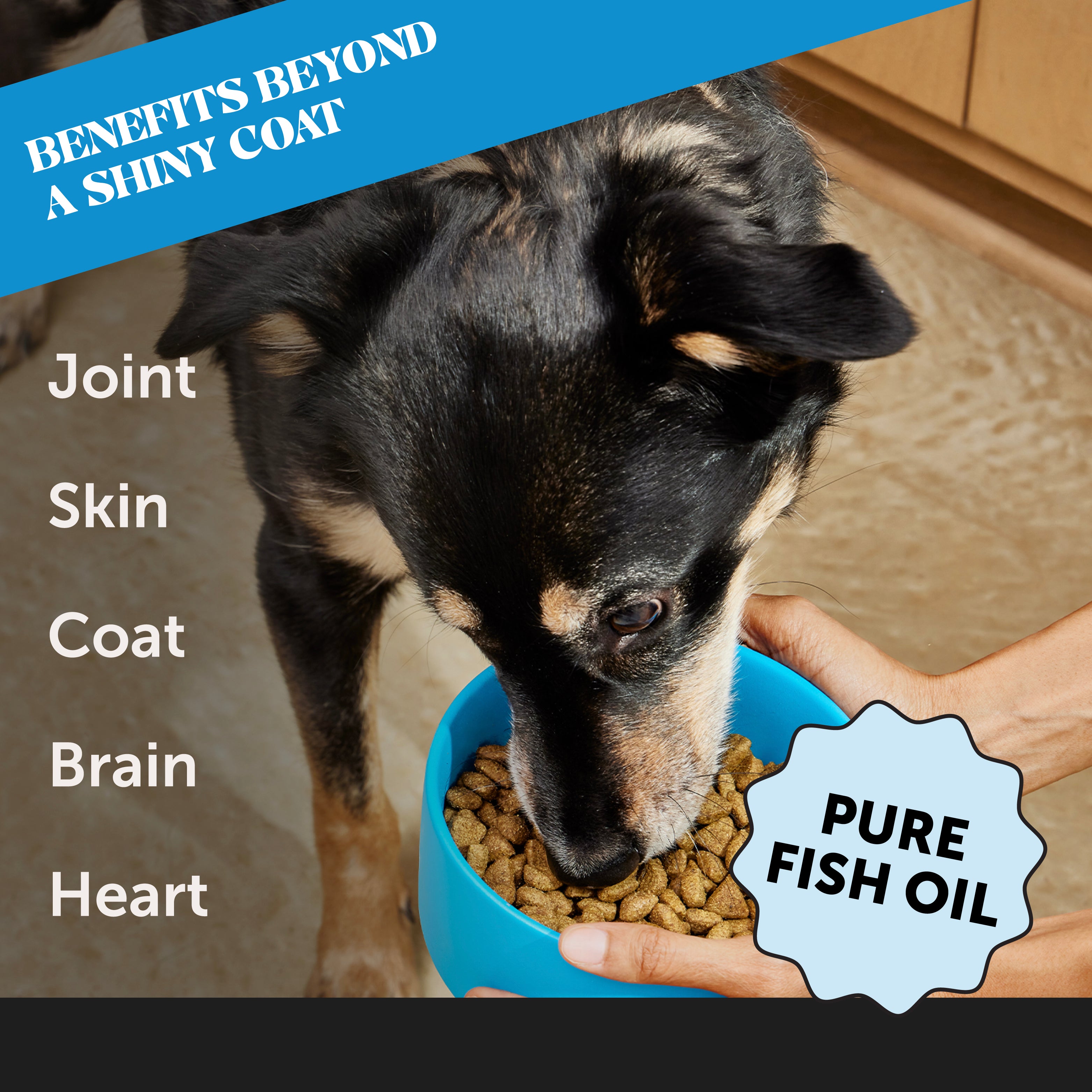 Wild Alaskan Salmon Oil (32 Ounces) | Pet Honesty