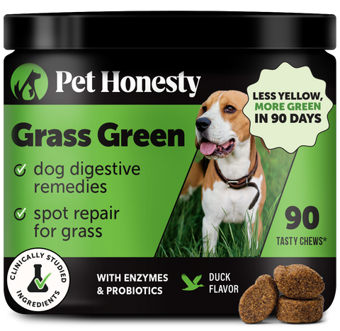 Pet Why Does My Dog Want To Eat Grass Grass Green Chews For Dogs
