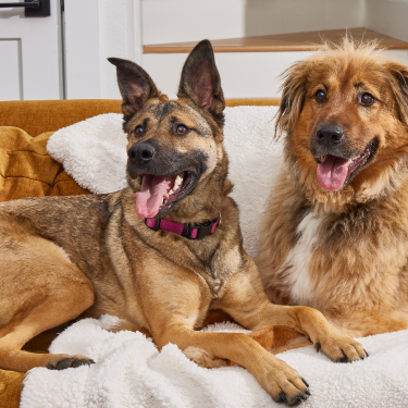 New Dog Supplements for Health & Wellness | Pet Honesty