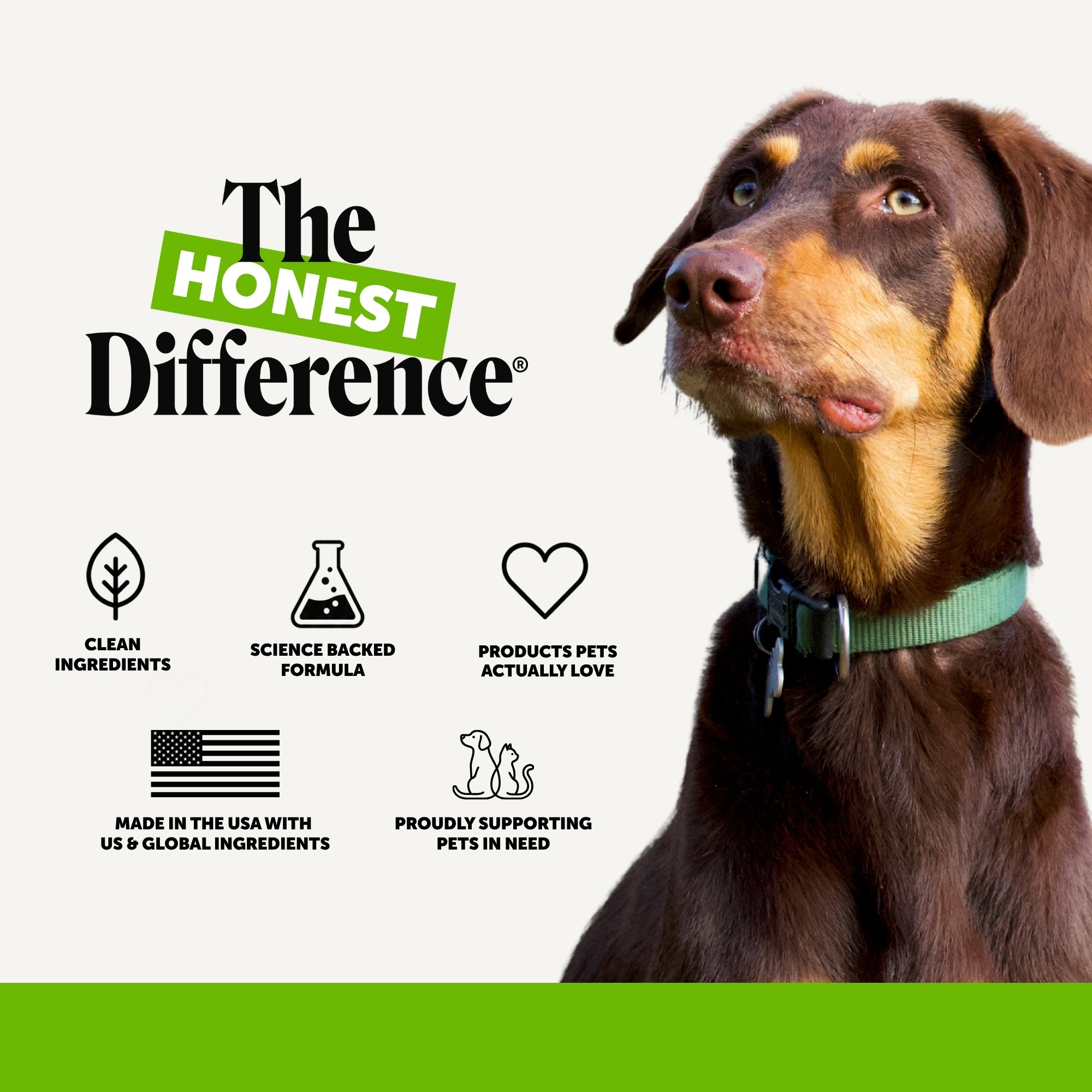 Gut + Immune Health Digestive Probiotic Chews for Dogs (Pumpkin Flavor)
